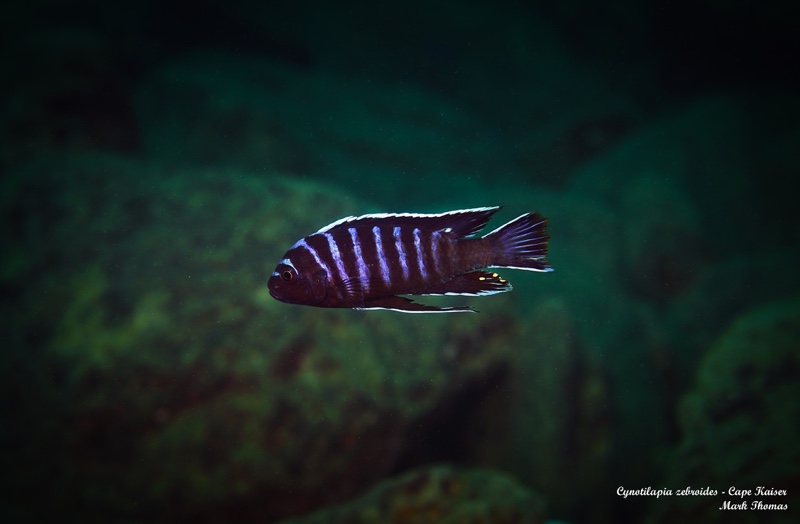 Cynotilapia zebroides 'Cape Kaiser'